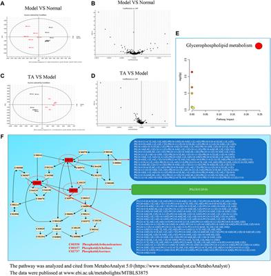 Tormentic Acid Ameliorates Hepatic Fibrosis in vivo by Inhibiting Glycerophospholipids Metabolism and PI3K/Akt/mTOR and NF-κB Pathways: Based on Transcriptomics and Metabolomics